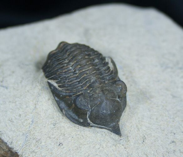 Inch long Pseudocryphaeus (Cryphina) Trilobite #1600